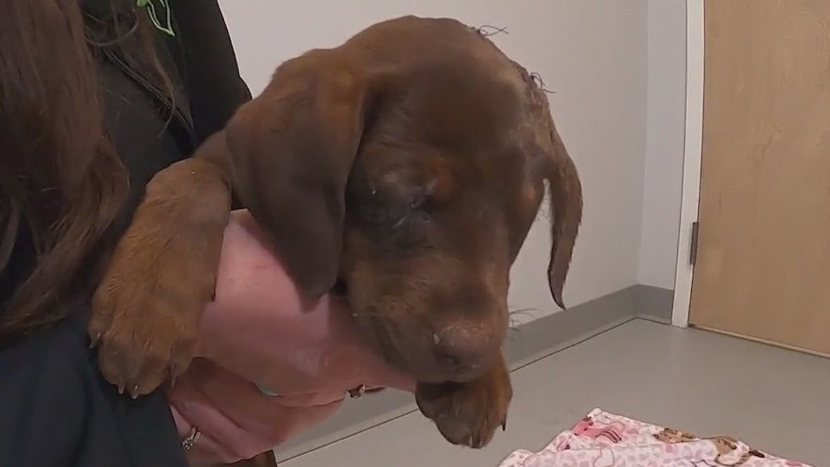 Sweetpea is making major strides after horrible injuries